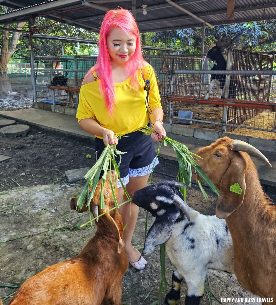 EJ Play and Campground 36 - goat feeding farm tour what to do activities facilities Where to go stay imus cavite unwind resort farm animals nature - Happy and Busy Travels