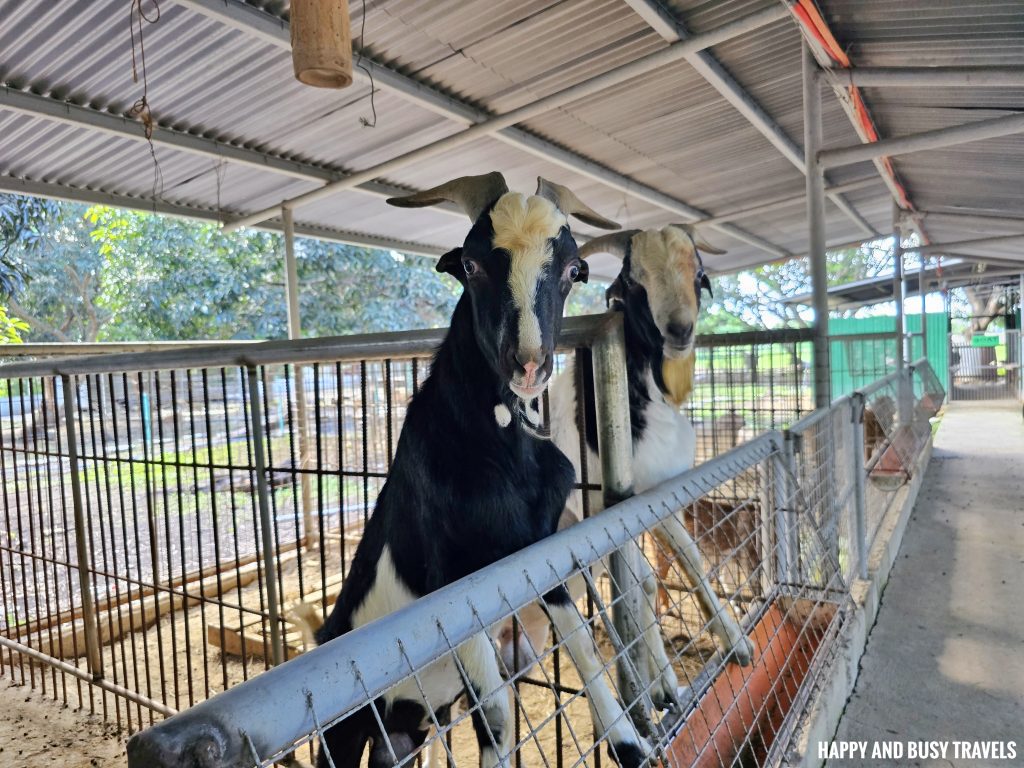 EJ Play and Campground 37 - goat farm tour what to do activities facilities Where to go stay imus cavite unwind resort farm animals nature - Happy and Busy Travels