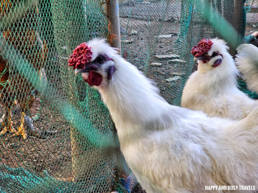 EJ Play and Campground 38 - chinese chicken farm tour what to do activities facilities Where to go stay imus cavite unwind resort farm animals nature - Happy and Busy Travels