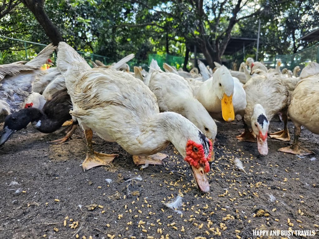EJ Play and Campground 39 - ducks farm tour what to do activities facilities Where to go stay imus cavite unwind resort farm animals nature - Happy and Busy Travels