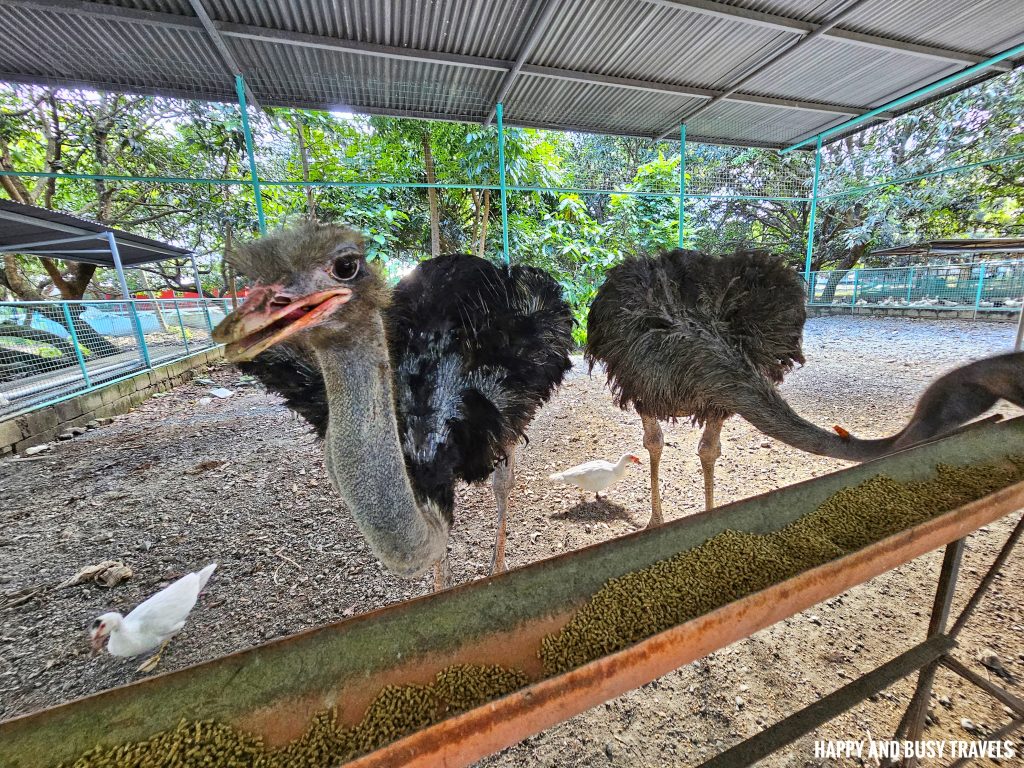 EJ Play and Campground 42 - ostrich farm tour what to do activities facilities Where to go stay imus cavite unwind resort farm animals nature - Happy and Busy Travels
