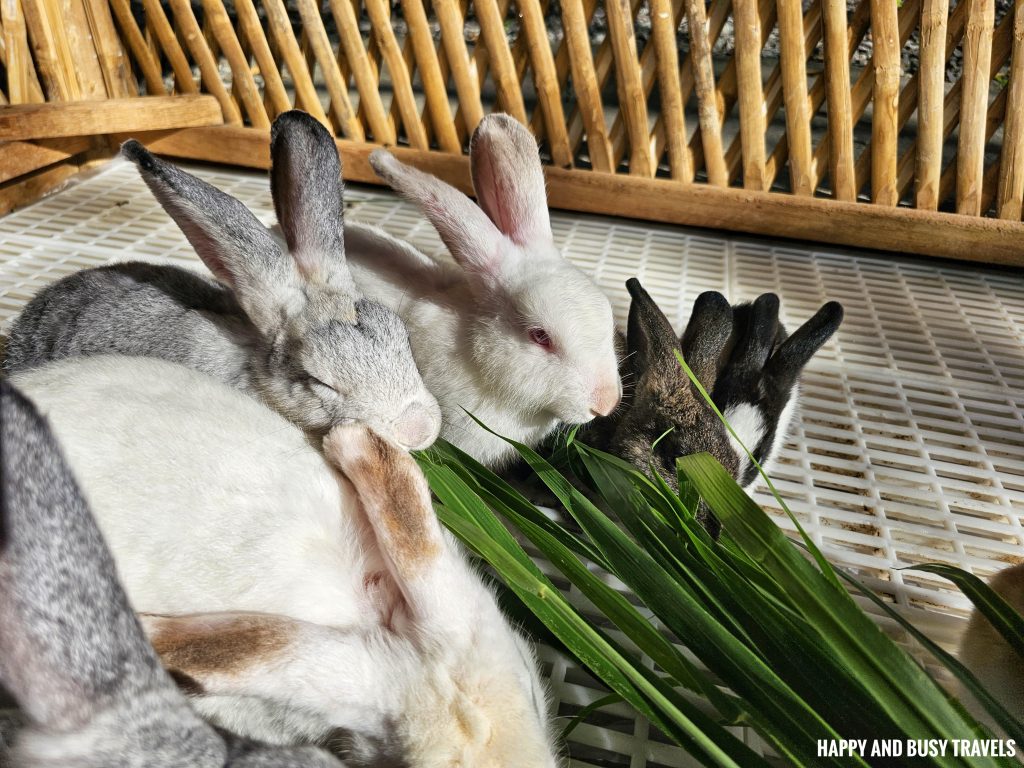 EJ Play and Campground 64 - rabbits Where to go stay imus cavite unwind resort farm animals nature - Happy and Busy Travels