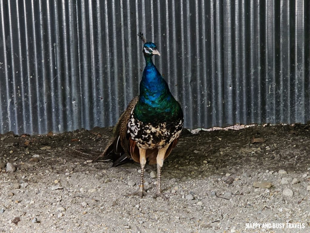 EJ Play and Campground 66 - peacock Where to go stay imus cavite unwind resort farm animals nature - Happy and Busy Travels