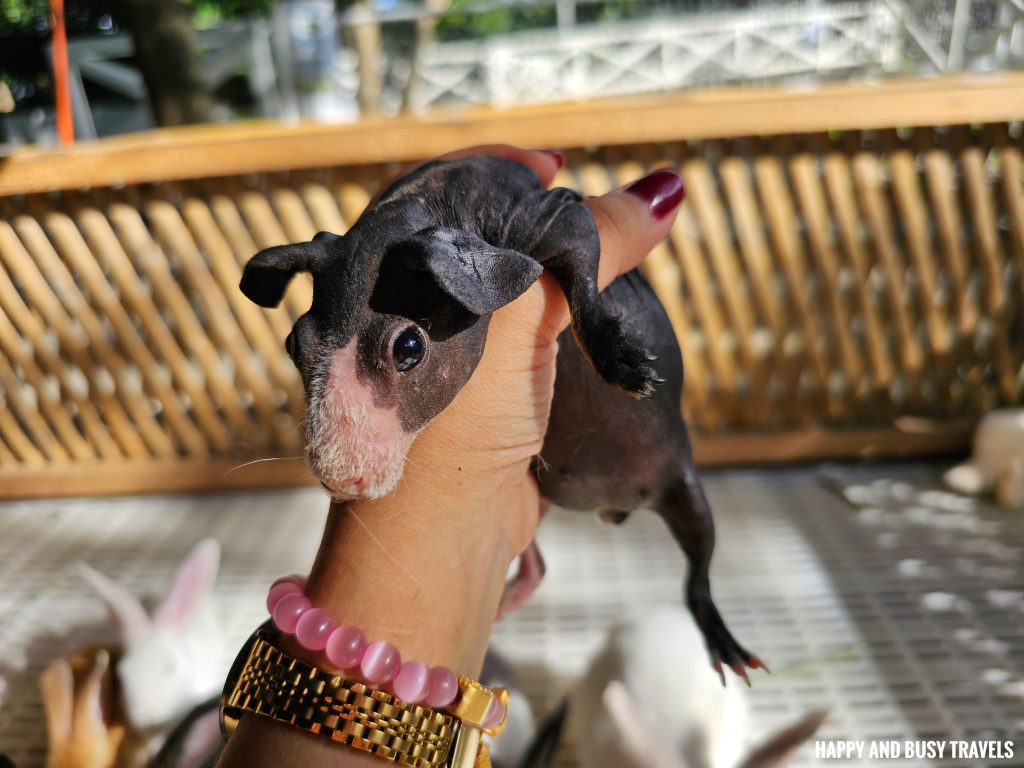 EJ Play and Campground 68 - black gunea pig Where to go stay imus cavite unwind resort farm animals nature - Happy and Busy Travels