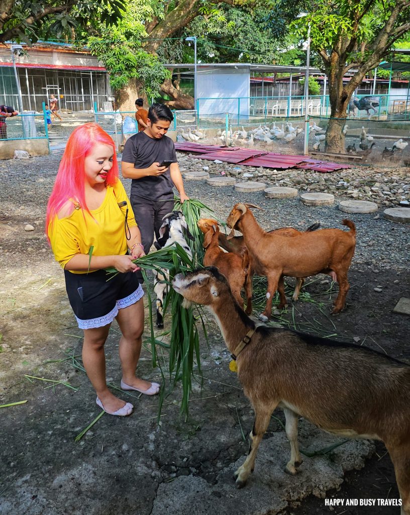 EJ Play and Campground 72 - goats Where to go stay imus cavite unwind resort farm animals nature - Happy and Busy Travels