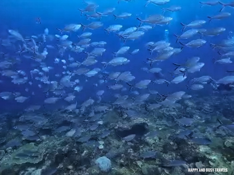 adik reef Kota Kinabalu Scuba Diving 17 -school of jacks Downbelow Marine and Wildlife Adventures in Borneo What to do in Gaya Island - Sabah Tourism Happy and Busy Travels