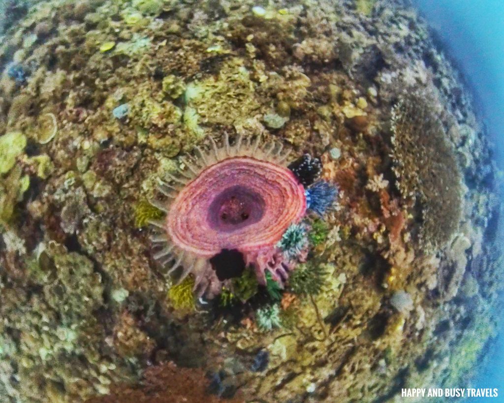 adik reef Kota Kinabalu Scuba Diving 18 - barrel sponge Downbelow Marine and Wildlife Adventures in Borneo What to do in Gaya Island - Sabah Tourism Happy and Busy Travels