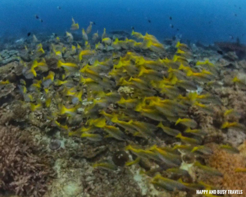 adik reef Kota Kinabalu Scuba Diving 19 - yellow tail snapper yellow silver fish Downbelow Marine and Wildlife Adventures in Borneo What to do in Gaya Island - Sabah Tourism Happy and Busy Travels