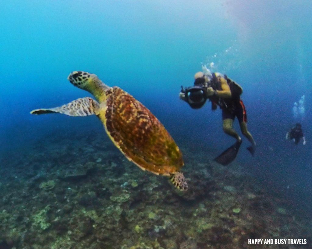 adik reef Kota Kinabalu Scuba Diving 20 - green sea turtle Downbelow Marine and Wildlife Adventures in Borneo What to do in Gaya Island - Sabah Tourism Happy and Busy Travels
