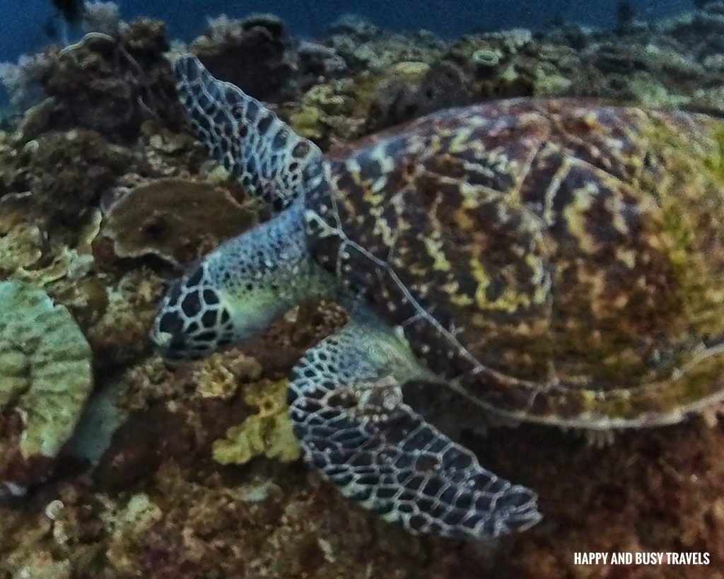adik reef Kota Kinabalu Scuba Diving 21 - green sea turtle Downbelow Marine and Wildlife Adventures in Borneo What to do in Gaya Island - Sabah Tourism Happy and Busy Travels