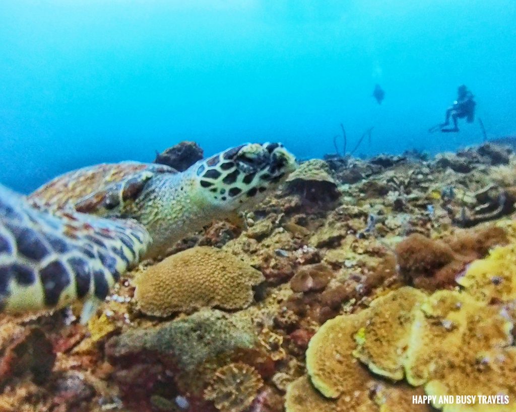 adik reef Kota Kinabalu Scuba Diving 22 - green sea turtle Downbelow Marine and Wildlife Adventures in Borneo What to do in Gaya Island - Sabah Tourism Happy and Busy Travels