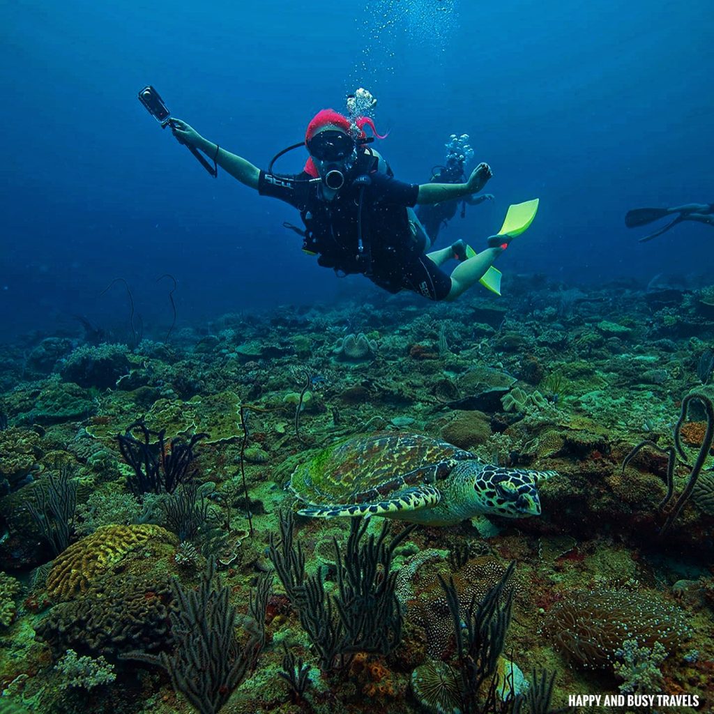 adik reef Kota Kinabalu Scuba Diving 23 - green sea turtle Downbelow Marine and Wildlife Adventures in Borneo What to do on Gaya Island - Sabah Tourism Happy and Busy Travels