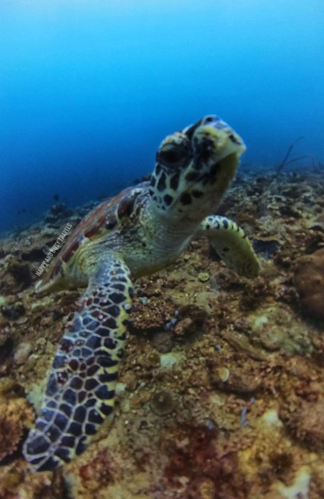 adik reef Kota Kinabalu Scuba Diving 24 - green sea turtle Downbelow Marine and Wildlife Adventures in Borneo What to do in Gaya Island - Sabah Tourism Happy and Busy Travels