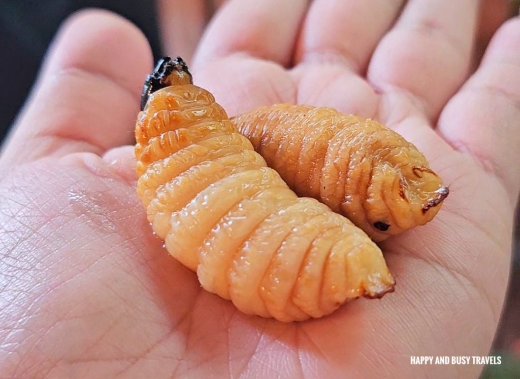 Butod Sago Grub Monsopiad Heritage Village 18 - coconut worm - Where to go kota kinabalu tourist spots - Happy and Busy Travels