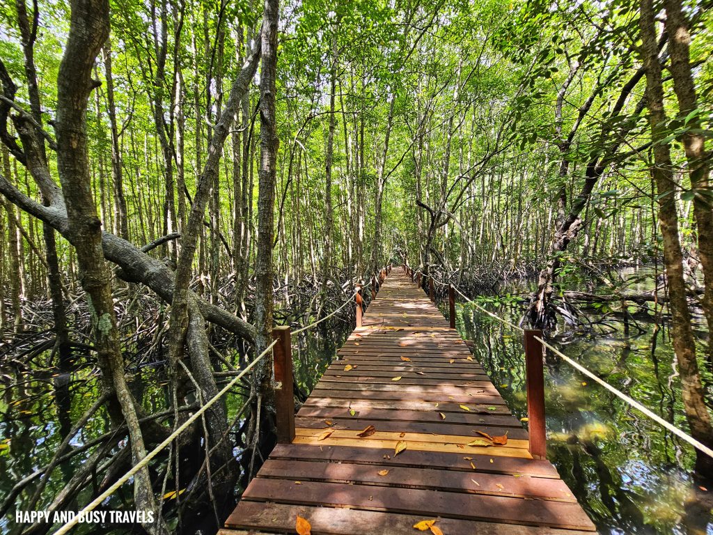 Trekking at Gaya Island 10 - mangrove Downbelow Marine and Wildlife Adventures in Borneo What to do in Gaya Island Kota Kinabalu - Sabah Tourism Happy and Busy Travels