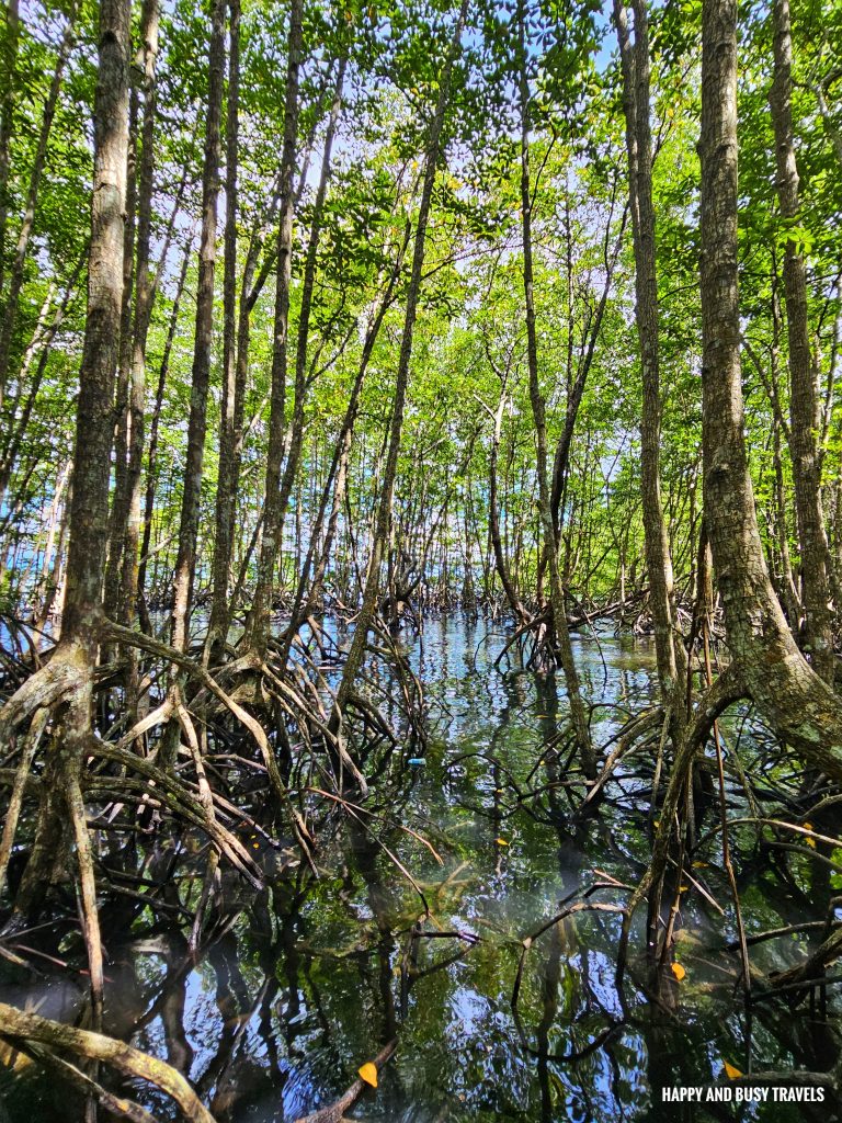 Trekking at Gaya Island 11 - Downbelow Marine and Wildlife Adventures in Borneo What to do in Gaya Island Kota Kinabalu - Sabah Tourism Happy and Busy Travels