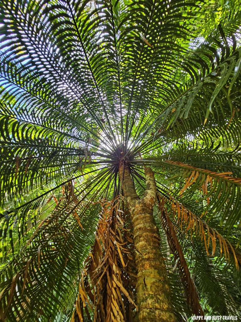 Trekking at Gaya Island 12 - Downbelow Marine and Wildlife Adventures in Borneo What to do in Gaya Island Kota Kinabalu - Sabah Tourism Happy and Busy Travels