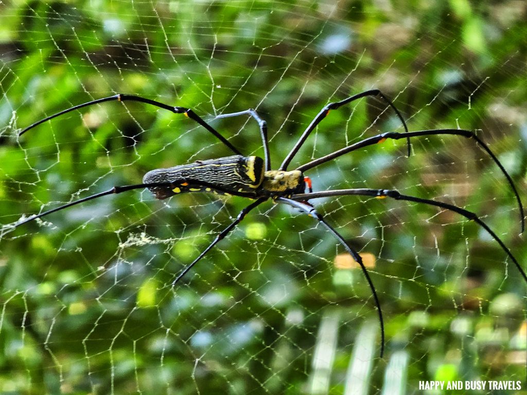 Trekking at Gaya Island 6 - large black with yellow spider Downbelow Marine and Wildlife Adventures in Borneo What to do in Gaya Island Kota Kinabalu - Sabah Tourism Happy and Busy Travels