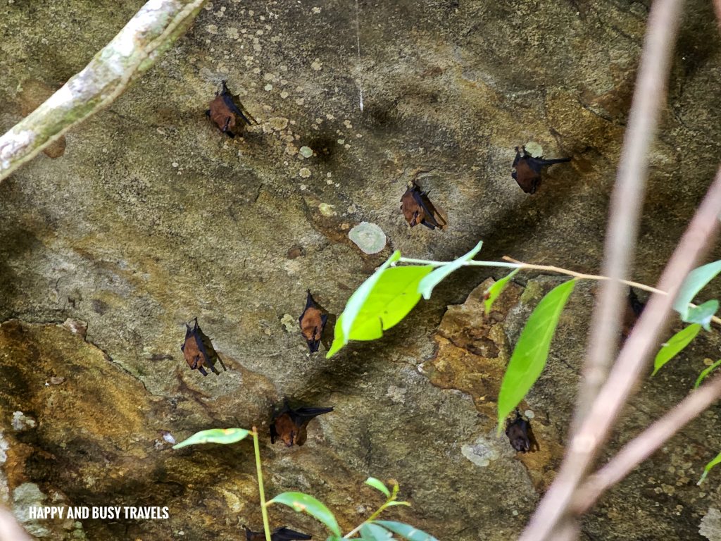 Trekking at Gaya Island 9.5 - bats Downbelow Marine and Wildlife Adventures in Borneo What to do in Gaya Island Kota Kinabalu - Sabah Tourism Happy and Busy Travels