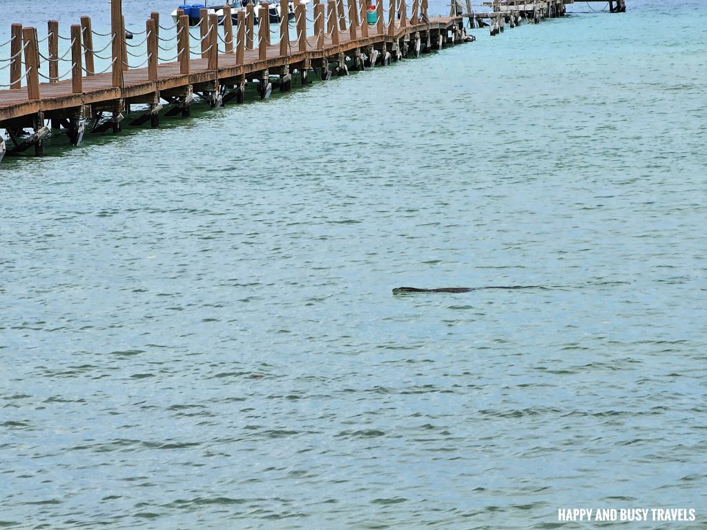 What to do on Gaya Island 2 - Monitor lizard enjoy wildlife Downbelow Marine and Wildlife Adventures in Borneo Kota Kinabalu - Sabah Tourism Happy and Busy Travels