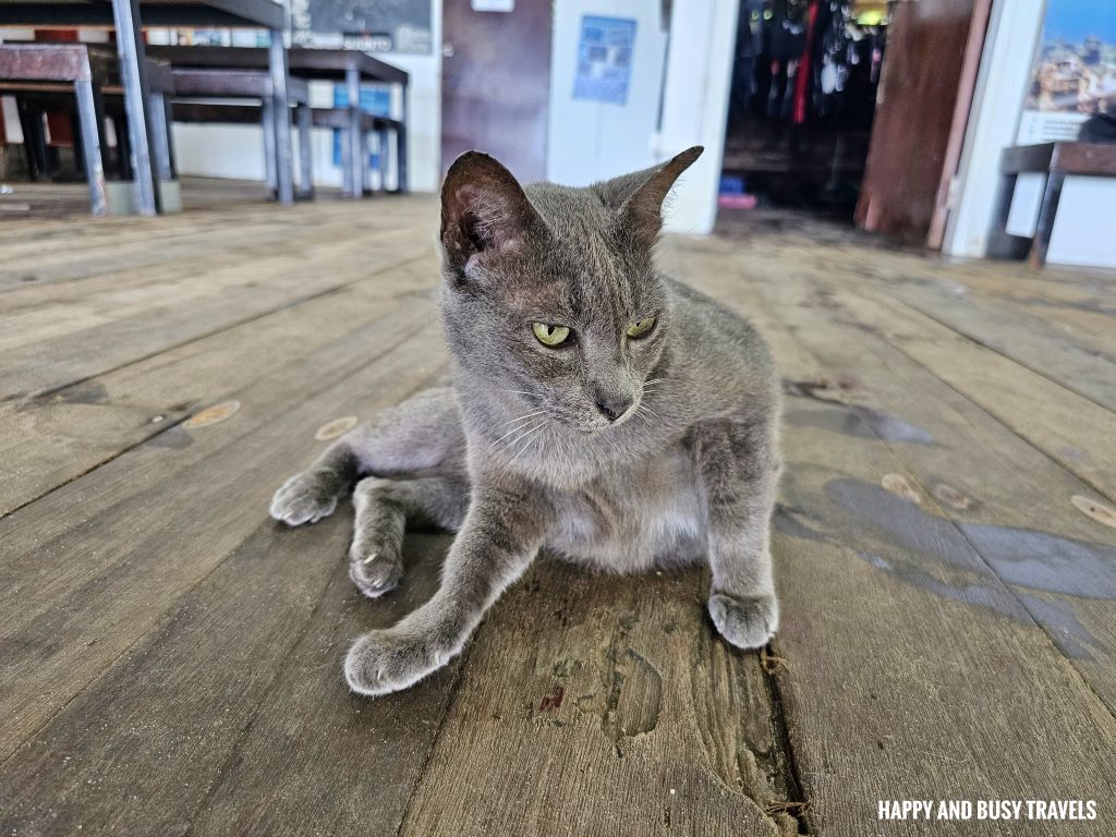 What to do on Gaya Island 3 - borneo cats Downbelow Marine and Wildlife Adventures in Borneo Kota Kinabalu - Sabah Tourism Happy and Busy Travels