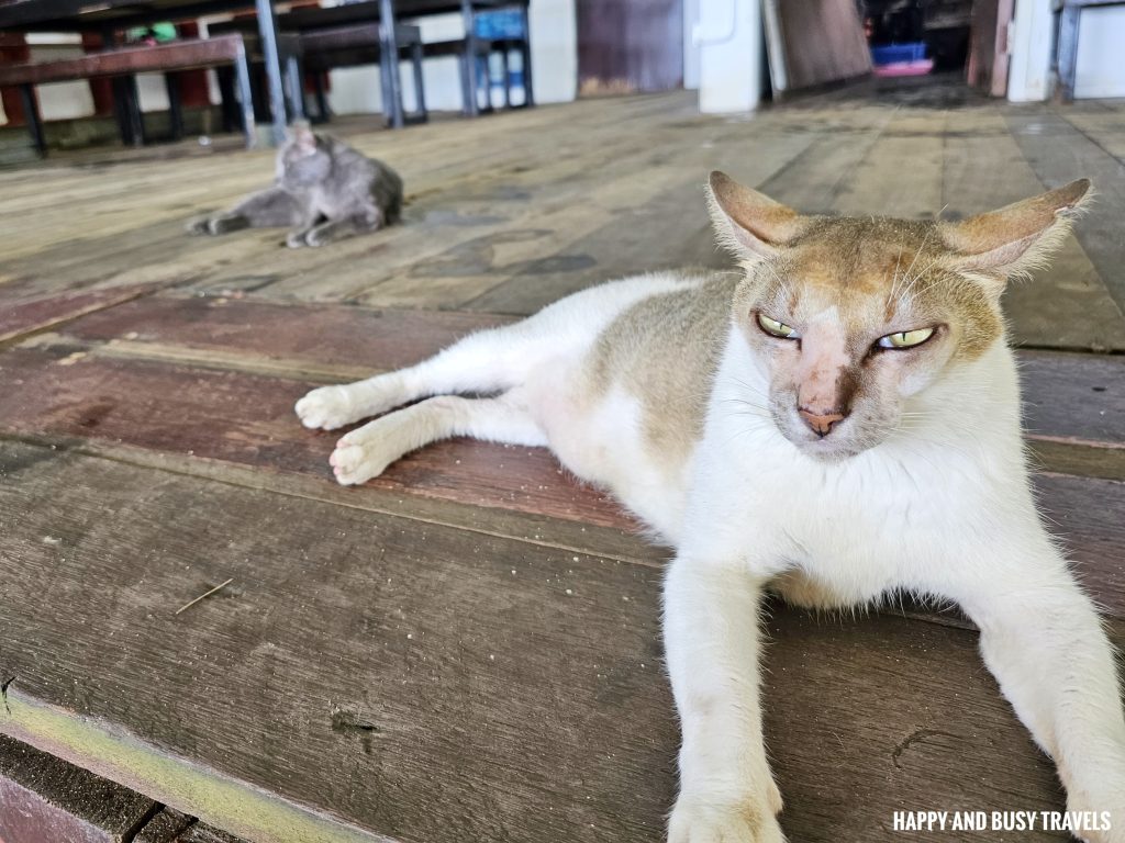 What to do on Gaya Island 3 - borneo cats Downbelow Marine and Wildlife Adventures in Borneo Kota Kinabalu - Sabah Tourism Happy and Busy Travels