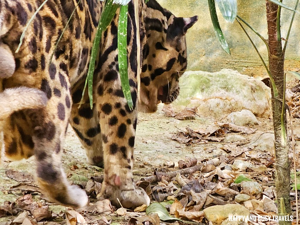 Lok Kawi Wildlife Park 10 - Sunda Clouded Leopard Neofelis Diardi Mamal Where to go kota kinabalu sabah malaysia tourist spot what to do - Happy and Busy Travels