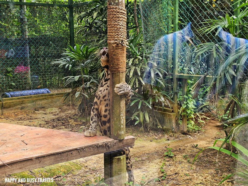 Lok Kawi Wildlife Park 11 - Sunda Clouded Leopard Neofelis Diardi Mamal Where to go kota kinabalu sabah malaysia tourist spot what to do - Happy and Busy Travels