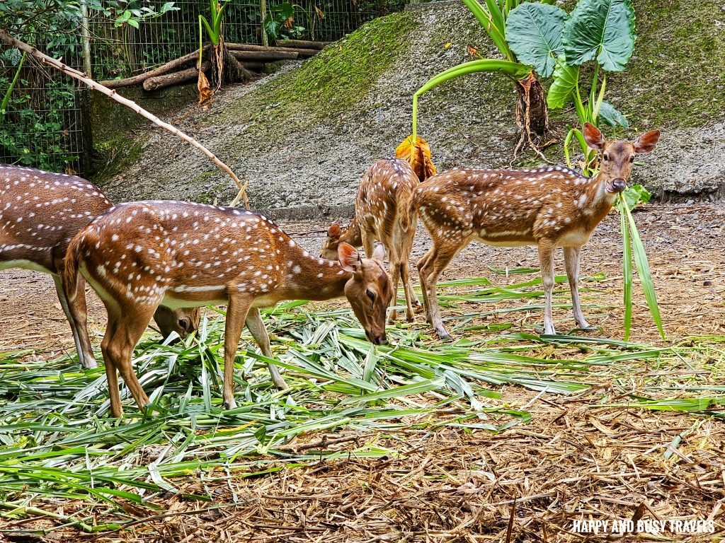 Lok Kawi Wildlife Park 12 - Chital deer axis axis Where to go kota kinabalu sabah malaysia tourist spot what to do - Happy and Busy Travels