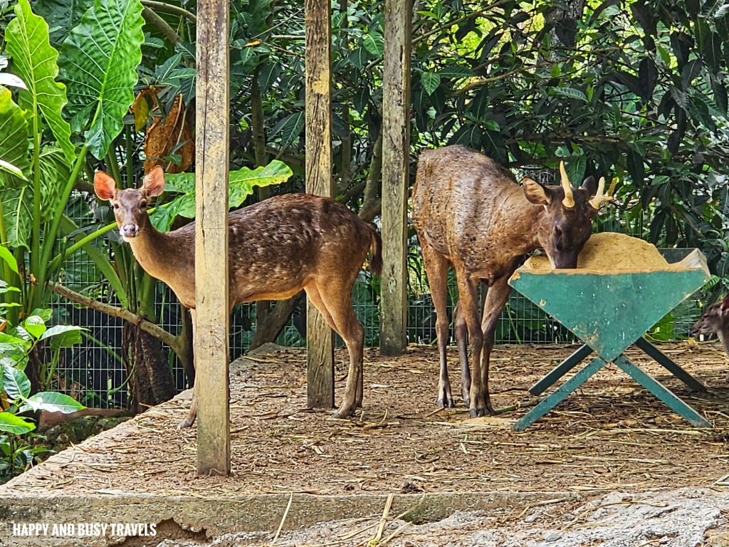 Lok Kawi Wildlife Park 13 - Javan Deer Rusa timorensis Where to go kota kinabalu sabah malaysia tourist spot what to do - Happy and Busy Travels