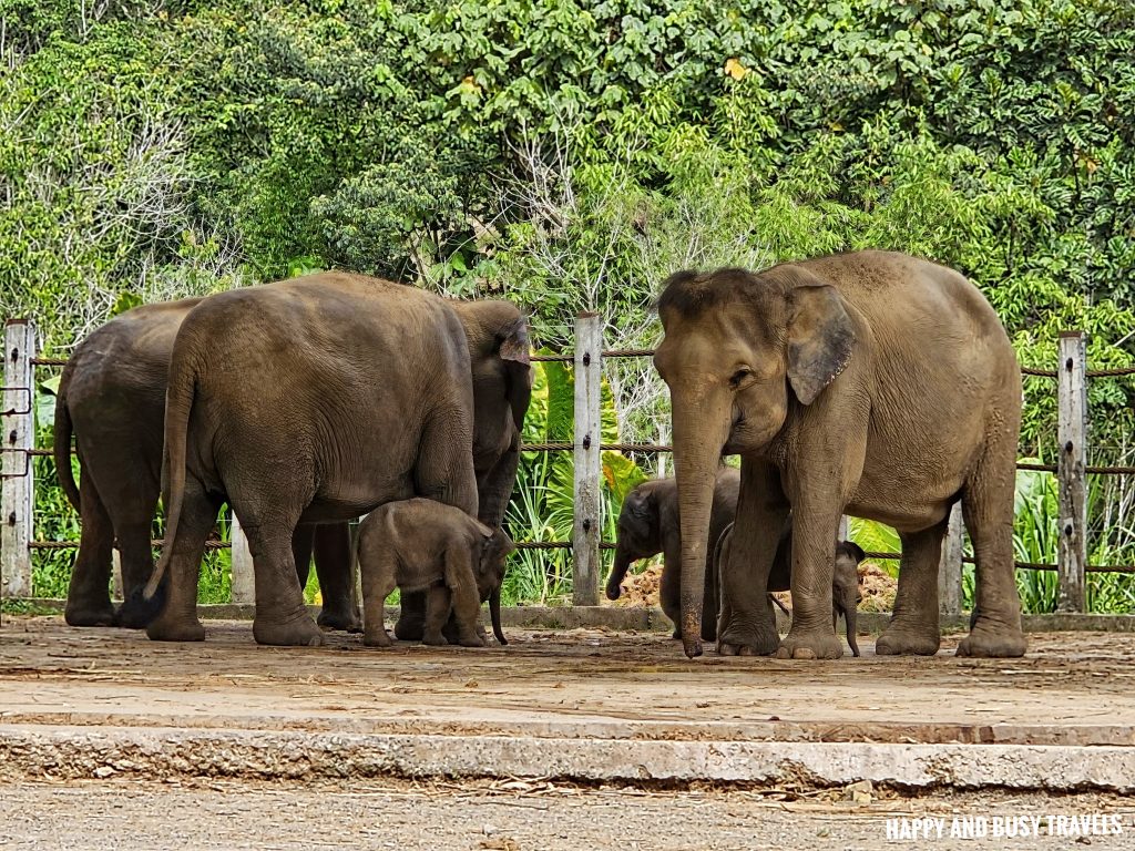 Lok Kawi Wildlife Park 14 - Bornean Elephant elephas maximus borneensis Where to go kota kinabalu sabah malaysia tourist spot what to do - Happy and Busy Travels