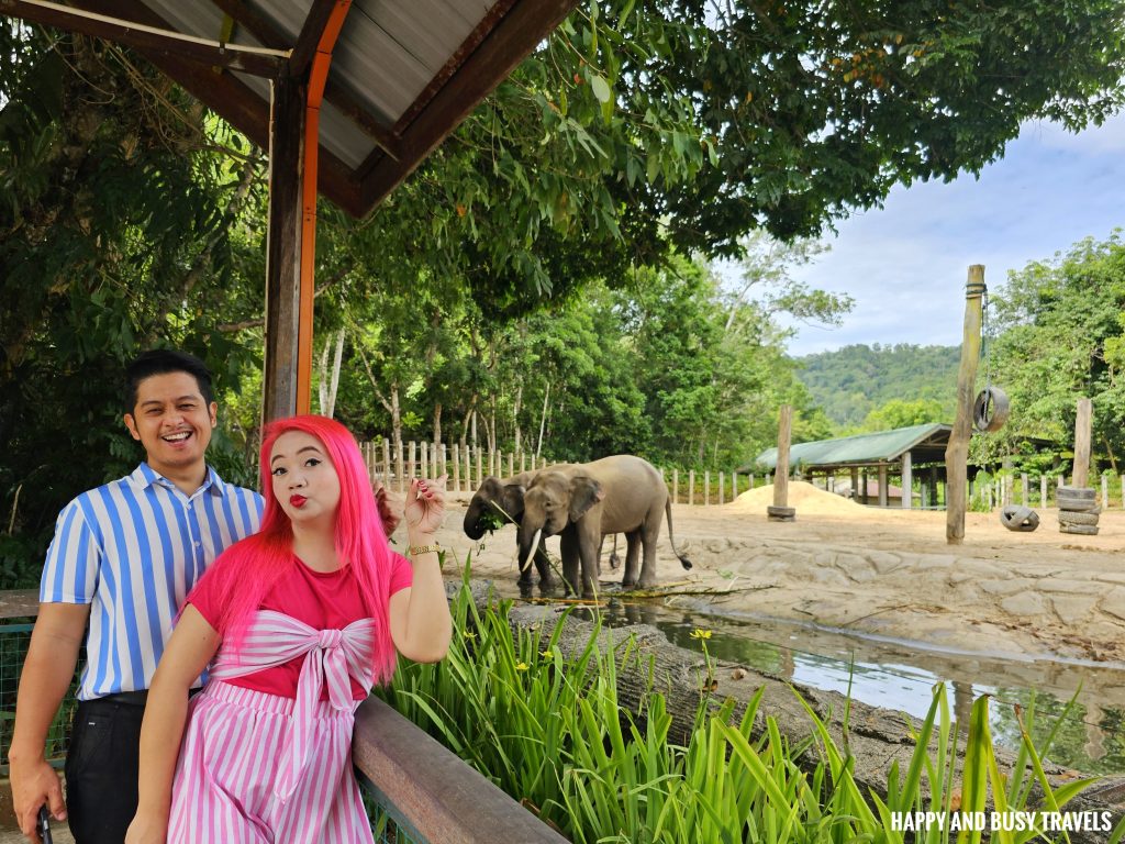 Lok Kawi Wildlife Park 15 - Bornean Elephant elephas maximus borneensis Where to go kota kinabalu sabah malaysia tourist spot what to do - Happy and Busy Travels