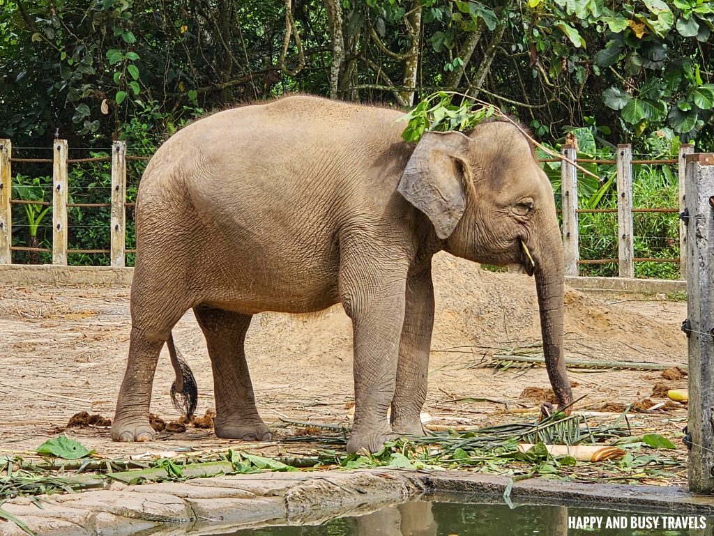 Lok Kawi Wildlife Park 16 - Bornean Elephant elephas maximus borneensis Where to go kota kinabalu sabah malaysia tourist spot what to do - Happy and Busy Travels