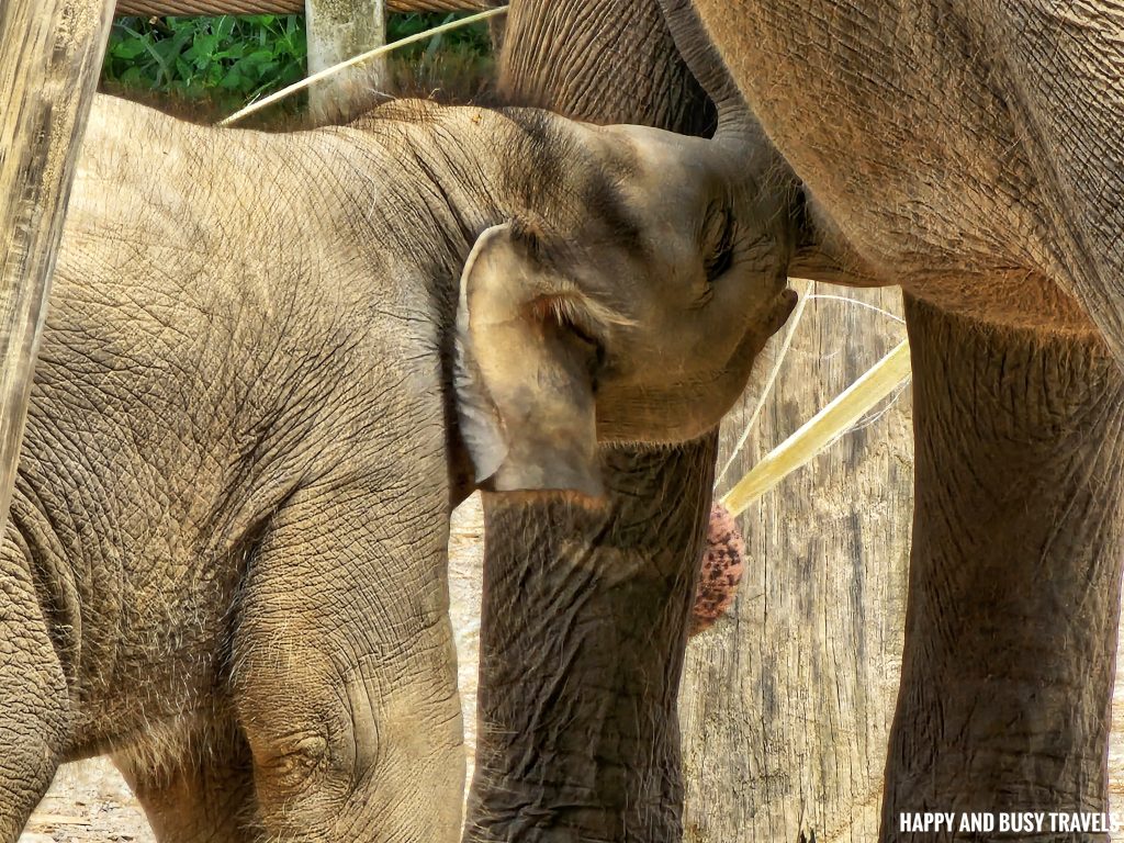 Lok Kawi Wildlife Park 17 - Bornean Elephant elephas maximus borneensis Where to go kota kinabalu sabah malaysia tourist spot what to do - Happy and Busy Travels