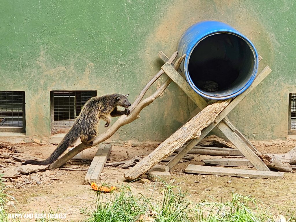 Lok Kawi Wildlife Park 18 - Bearcat arctictis binturong Where to go kota kinabalu sabah malaysia tourist spot what to do - Happy and Busy Travels