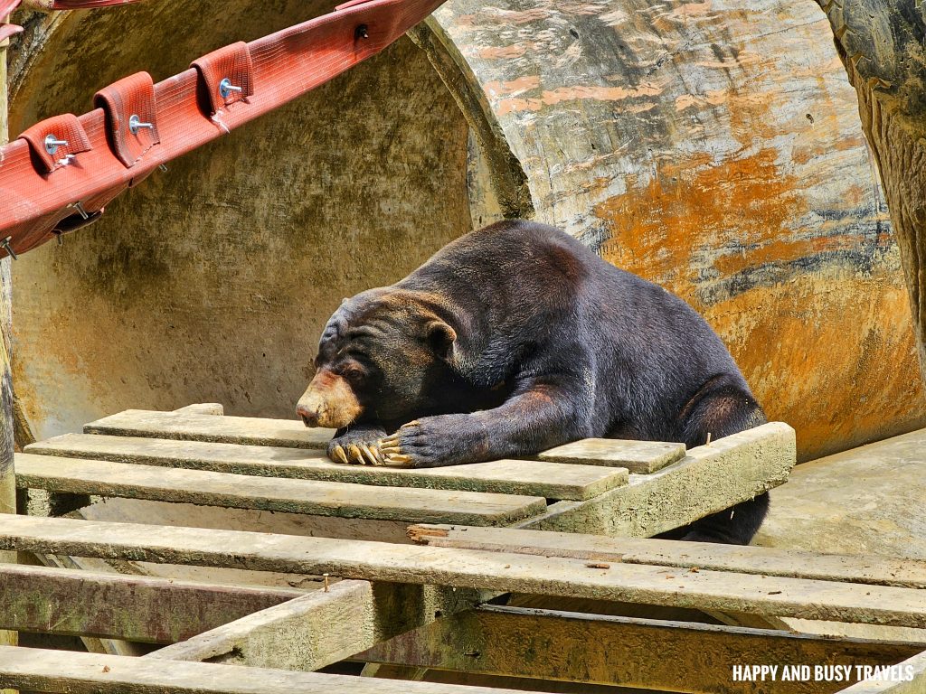 Lok Kawi Wildlife Park 20 - Malayan Sun Bear Helarctos Malayanus Where to go kota kinabalu sabah malaysia tourist spot what to do - Happy and Busy Travels