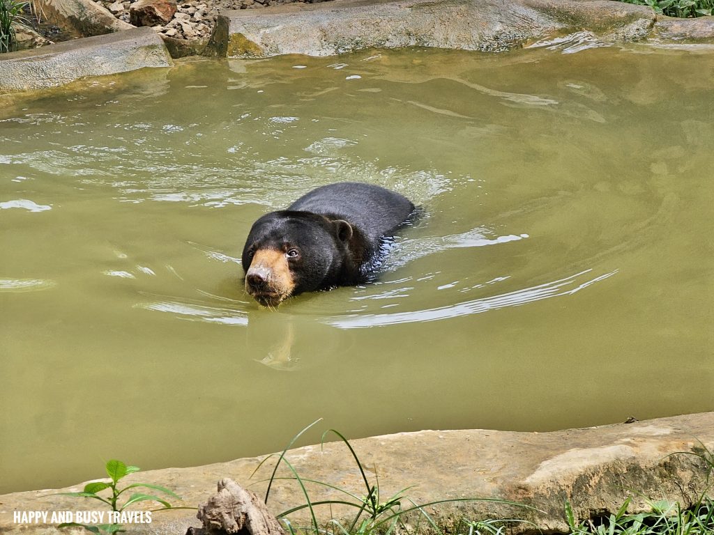 Lok Kawi Wildlife Park 21 - Malayan Sun Bear Helarctos Malayanus Where to go kota kinabalu sabah malaysia tourist spot what to do - Happy and Busy Travels