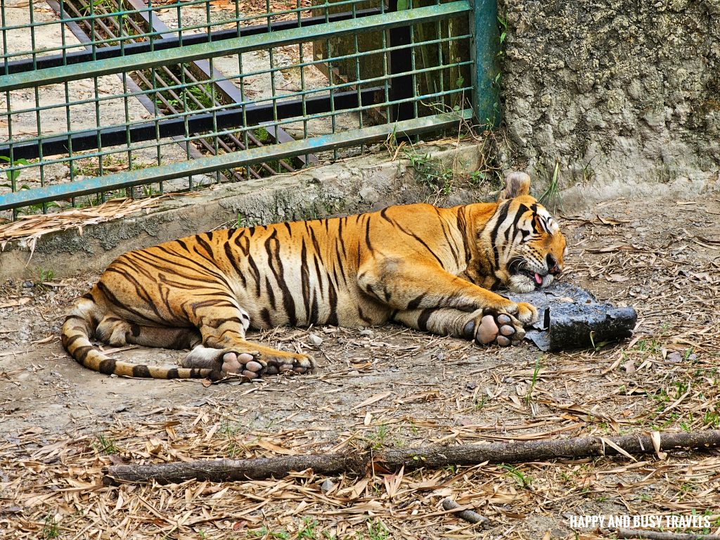 Lok Kawi Wildlife Park 22 - Malayan bornean tiger Where to go kota kinabalu sabah malaysia tourist spot what to do - Happy and Busy Travels