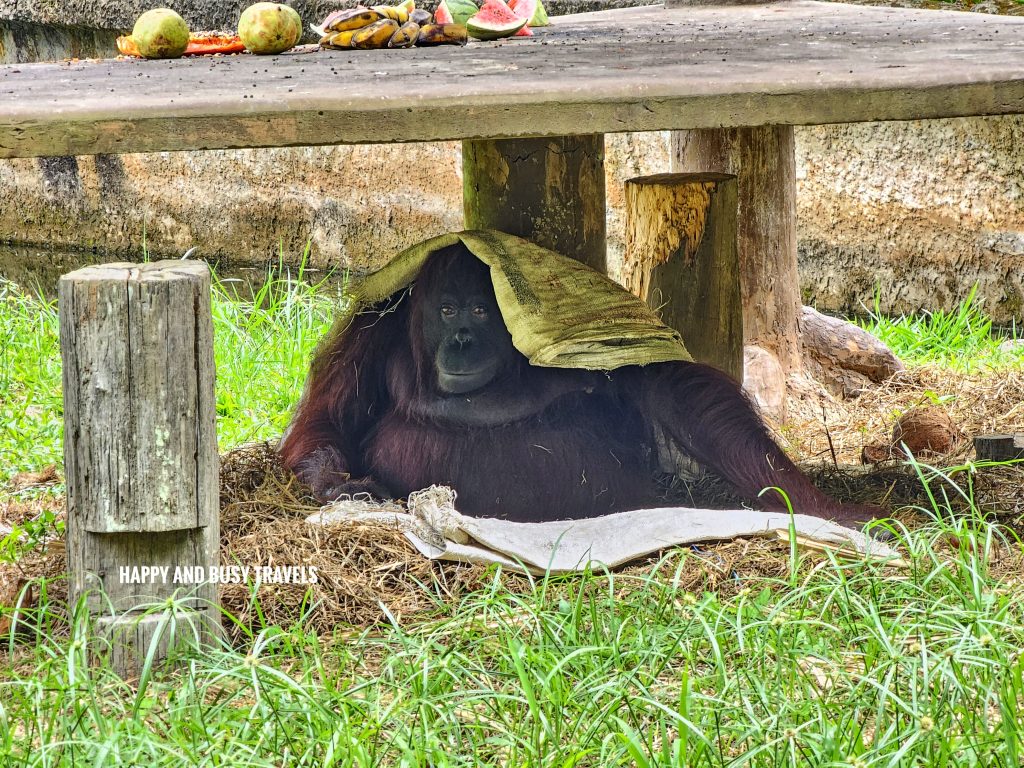 Lok Kawi Wildlife Park 24 - Bornean Orangutan Pongo Pygmaeus Where to go kota kinabalu sabah malaysia tourist spot what to do - Happy and Busy Travels