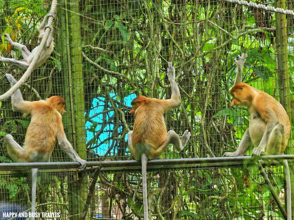 Lok Kawi Wildlife Park 25 - Proboscis Monkey Monyet Bangkatan Nasalis Larvatus Where to go kota kinabalu sabah malaysia tourist spot what to do - Happy and Busy Travels