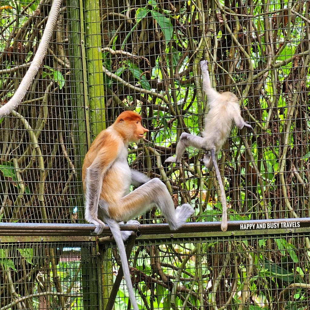 Lok Kawi Wildlife Park 26 - Proboscis Monkey Monyet Bangkatan Nasalis Larvatus Where to go kota kinabalu sabah malaysia tourist spot what to do - Happy and Busy Travels