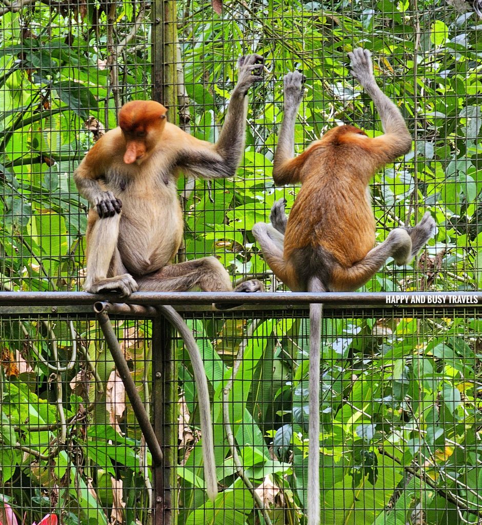 Lok Kawi Wildlife Park 27 - Proboscis Monkey Monyet Bangkatan Nasalis Larvatus Where to go kota kinabalu sabah malaysia tourist spot what to do - Happy and Busy Travels