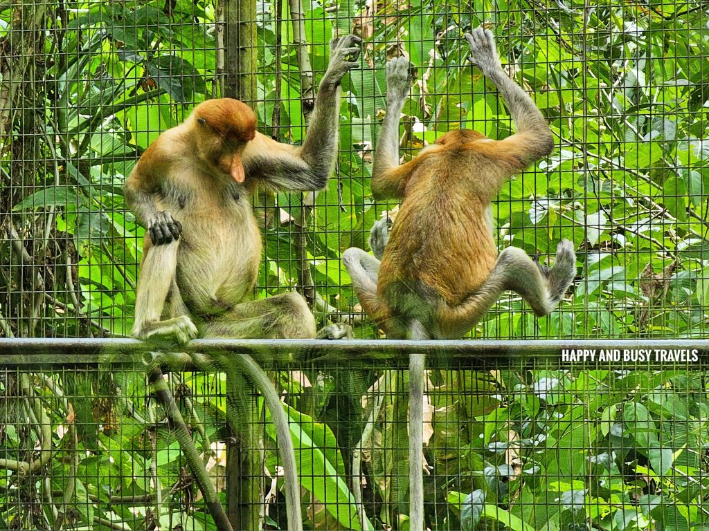Lok Kawi Wildlife Park 28 - Proboscis Monkey Monyet Bangkatan Nasalis Larvatus Where to go kota kinabalu sabah malaysia tourist spot what to do - Happy and Busy Travels