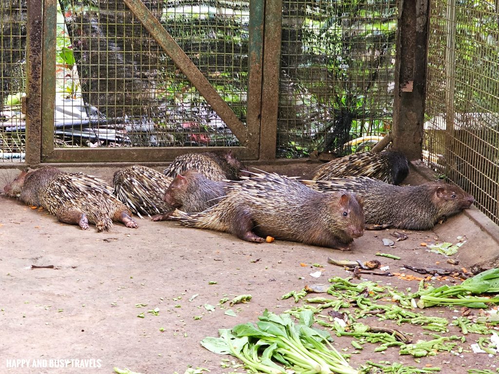 Lok Kawi Wildlife Park 29 - <yoastmark class=