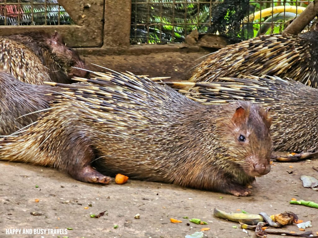 Lok Kawi Wildlife Park 30 - <yoastmark class=