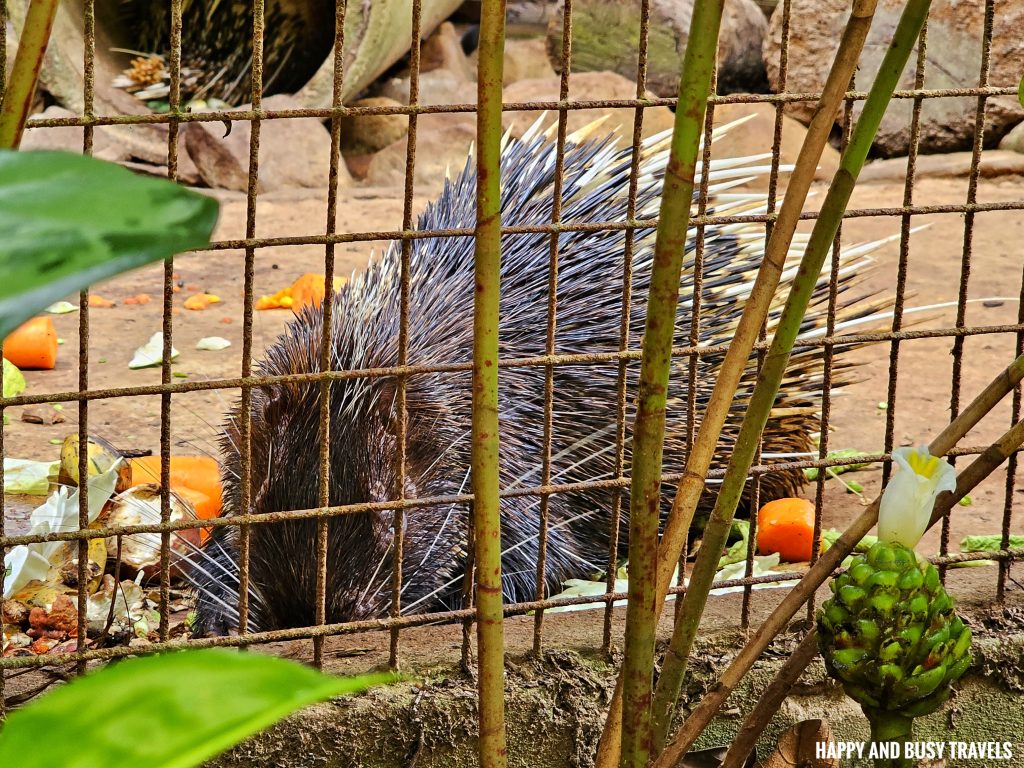 Lok Kawi Wildlife Park 31 - malayan porcupine hystrix brachyura Where to go kota kinabalu sabah malaysia tourist spot what to do - Happy and Busy Travels