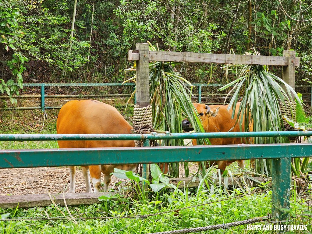 Lok Kawi Wildlife Park 32 - Banteng Bos Javanicus Where to go kota kinabalu sabah malaysia tourist spot what to do - Happy and Busy Travels