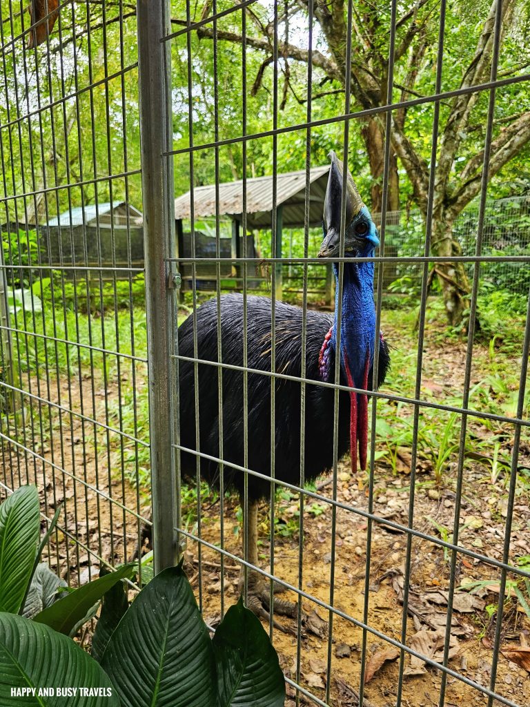 Lok Kawi Wildlife Park 33 - CAssowary casuarius casuarius Where to go kota kinabalu sabah malaysia tourist spot what to do - Happy and Busy Travels