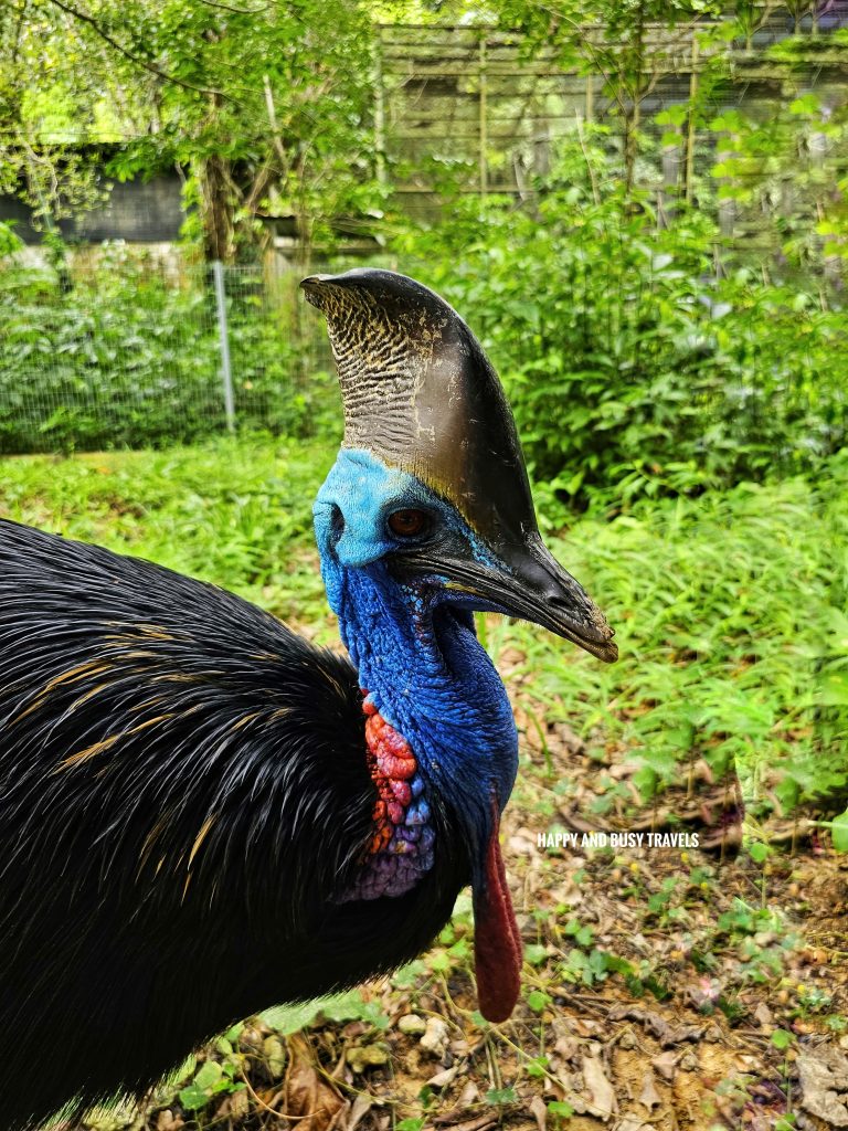 Lok Kawi Wildlife Park 34 - Cassowary casuarius casuarius Where to go kota kinabalu sabah malaysia tourist spot what to do - Happy and Busy Travels