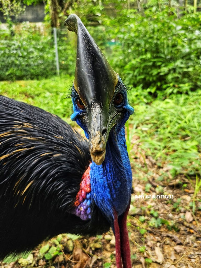 Lok Kawi Wildlife Park 35 - Cassowary casuarius casuarius Where to go kota kinabalu sabah malaysia tourist spot what to do - Happy and Busy Travels